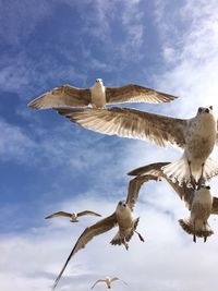 Low angle view of seagull flying against sky
