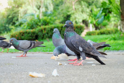 Pigeons perching on a road