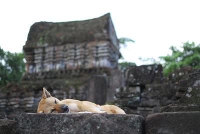 Cat on stone wall against sky