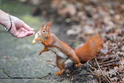 Squirrel eating food
