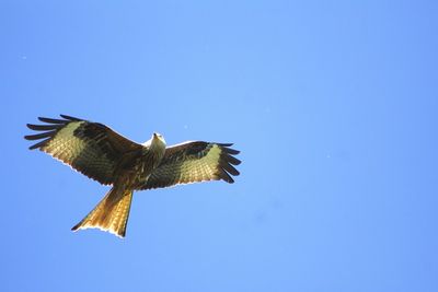 Low angle view of eagle flying against clear blue sky