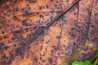 Full frame shot of dry autumn leaves