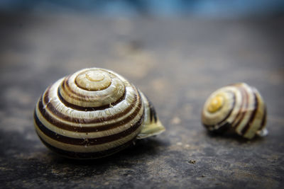 Close-up of snail