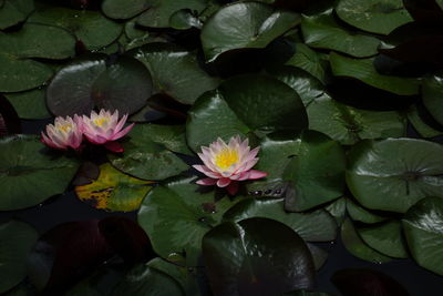 Close-up of lotus water lily