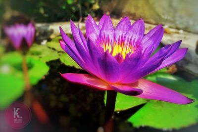 Close-up of purple water lily blooming outdoors