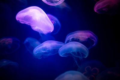 Close-up of jellyfish in sea