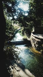 Trees growing by river in forest