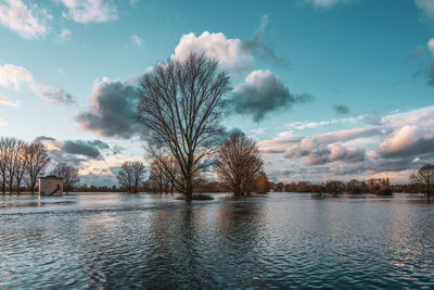 Bare tree by lake against sky