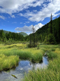 A stream flowing on a flooded meadow in tall grass against the altai mountains, russia