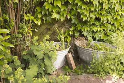 Two zinc tubs as small garden ponds planted with aquatic plants. lady's mantle, alchemilla mollis.