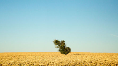 Scenic view of agricultural field against clear blue sky