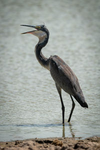 Grey heron stands opening bill in pond