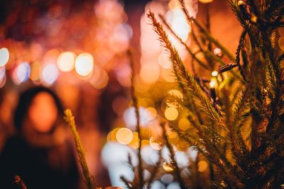 Close-up of christmas tree at night