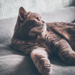 Cat relaxing on bed at home