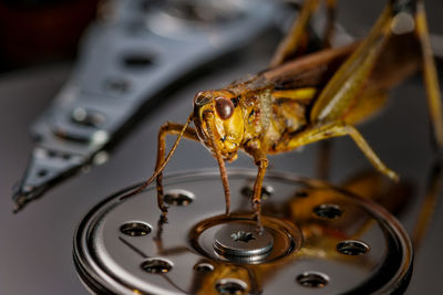 Close-up of insect on metallic object