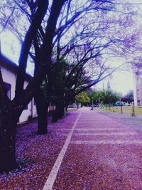 Trees against sky