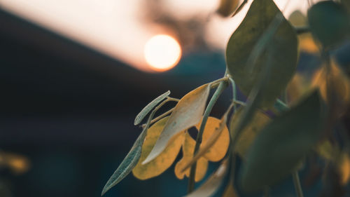 Close-up of plant