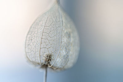 Close-up of leaf against white background