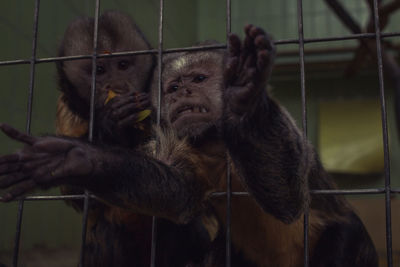 Monkeys in cage at zoo