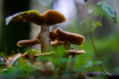 Close-up of mushroom growing outdoors