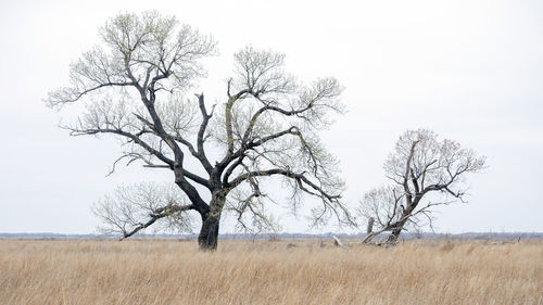 Two bare cottonwood trees on kansas prairie