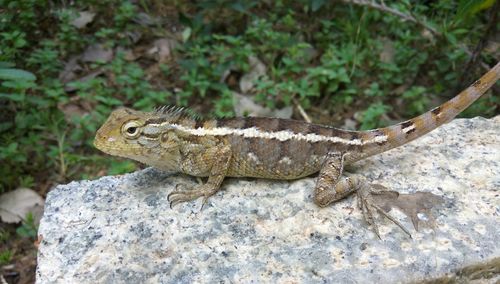 Close-up of lizard