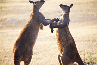 Two kangaroos fighting 