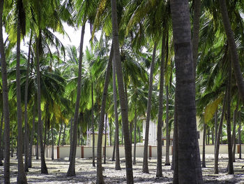 Palm trees against sky