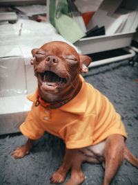 Dog looking away while sitting on floor