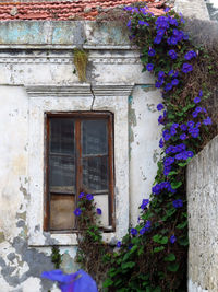 Plants growing in house