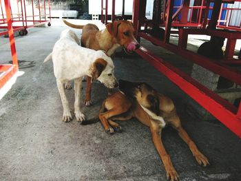 Close-up of dog