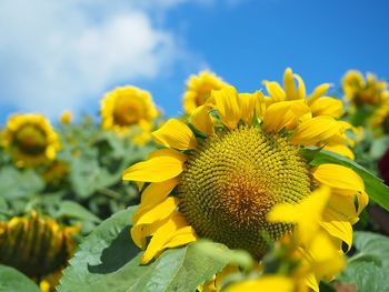 Close-up of yellow flowering plant