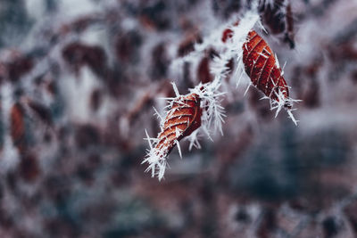 Close-up of frozen plant