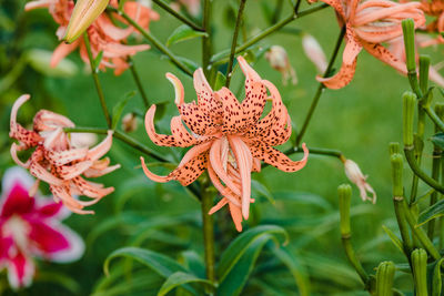 Double tiger lily blooming in the orange garden