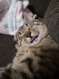 Cat sleeping