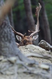 Close-up of deer on tree