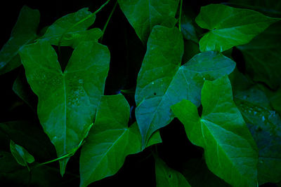 Full frame shot of plants