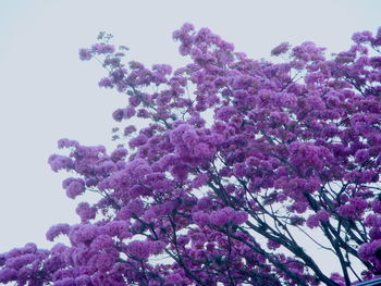 Low angle view of pink flowers blooming on tree