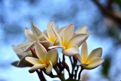 Close-up of white frangipani flower