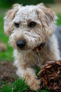 Close-up portrait of dog