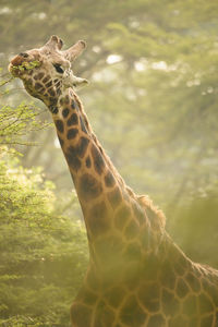 Close-up of giraffe