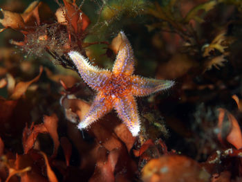 Close-up of fish in sea