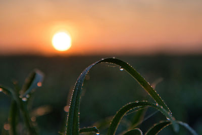 nature