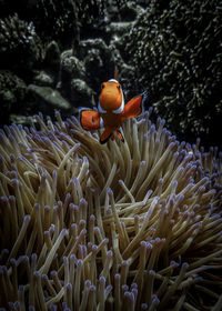 View of fish in sea