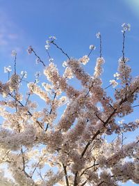 Low angle view of cherry blossom against clear sky