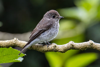 Close-up of bird perching on branch