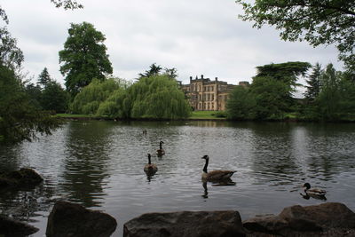 Ducks swimming in lake against sky