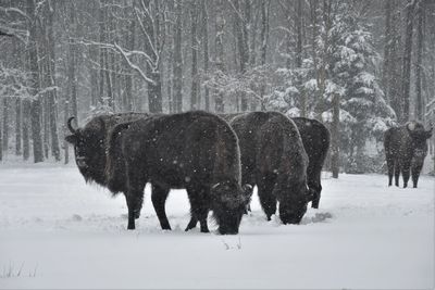 View of horses on snow covered field