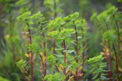 Close-up of green leaves on plant