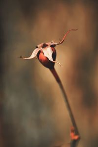 Close-up of red flower